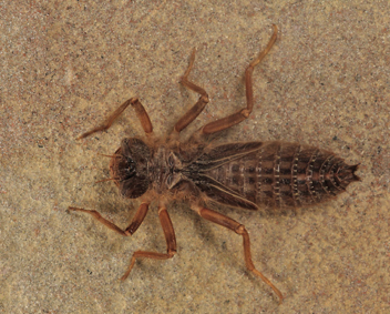 Cordulegaster bilineata, nymph